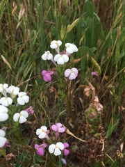Triphysaria versicolor versicolor