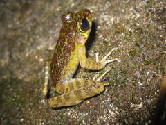 Sumaterana crassiovis