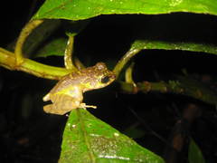 Sumaterana crassiovis