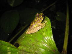Sumaterana crassiovis