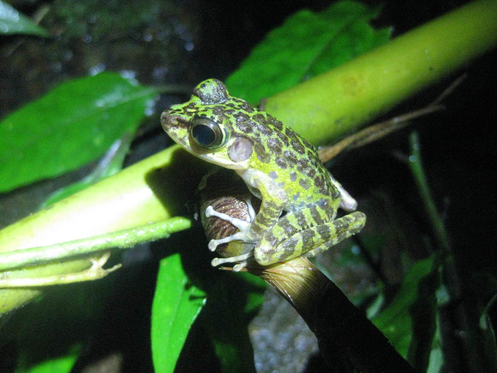 Korinchi Frog