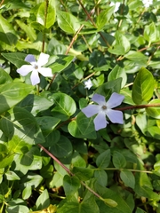 Vinca difformis