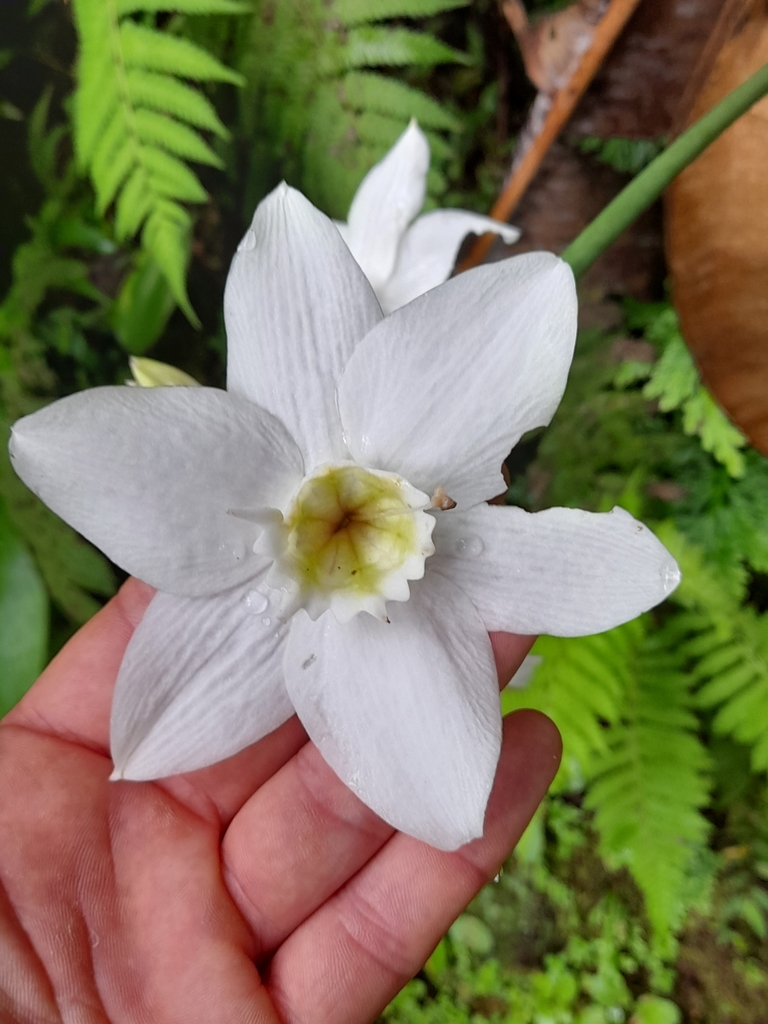 Urceolina amazonica, Saba, Caribbean Netherlands