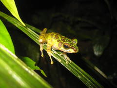 Sumaterana crassiovis