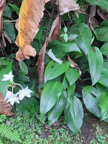 Urceolina amazonica