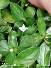 Spermacoce articularis