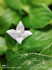 Spermacoce articularis