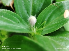 Spermacoce articularis