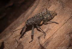 Isacantha rhinotioides