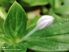 Spermacoce articularis