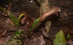 Araucaria cunninghamii