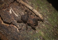 Methidrysis afflicta