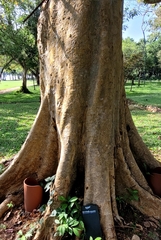 Terminalia arjuna