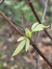 Eucryphia glutinosa