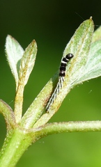 Helcystogramma rufescens
