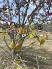 Cercis siliquastrum