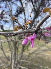 Cercis siliquastrum