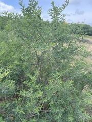 Anagyris foetida