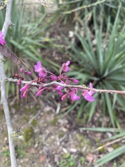 Cercis siliquastrum