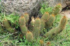 Trichocereus strigosus