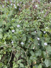 Vinca difformis