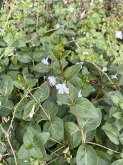Vinca difformis