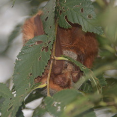 Lasiurus blossevillii