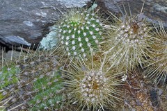 Trichocereus huascha