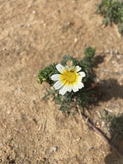 Glebionis coronaria