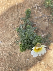 Glebionis coronaria