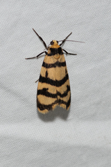 Scaptesyle equidistans