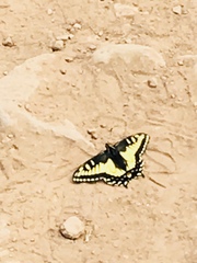 Papilio machaon oregonius