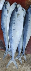 Scomberoides