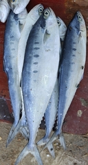 Scomberoides