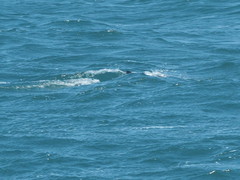 Phocoena phocoena