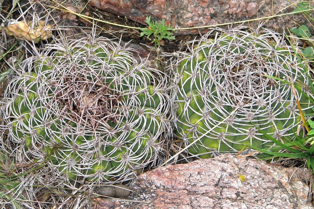 Gymnocalycium castellanosii, Ángel Vicente Peñaloza, La Rioja, Argentina