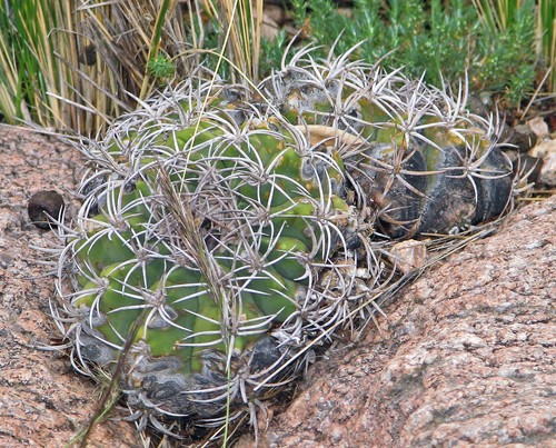 Gymnocalycium castellanosii