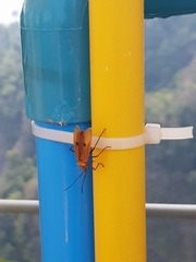 Dysdercus fuscomaculatus