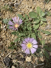 Centaurea pullata
