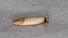 Tachystola stenoptera