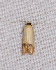 Tachystola stenoptera