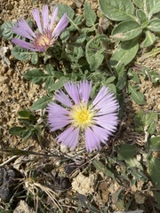 Centaurea pullata