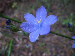 Orthrosanthus polystachyus