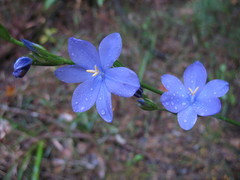 Orthrosanthus polystachyus