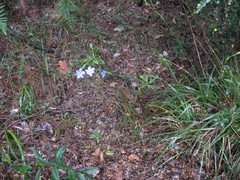 Orthrosanthus polystachyus