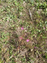 Centaurium erythraea