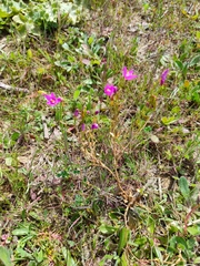 Centaurium erythraea