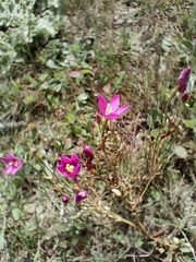 Centaurium erythraea