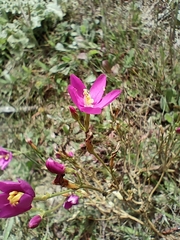 Centaurium erythraea