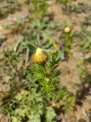 Glebionis coronaria